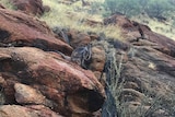 Black-footed rock wallaby on rocky Alice Springs landscape.