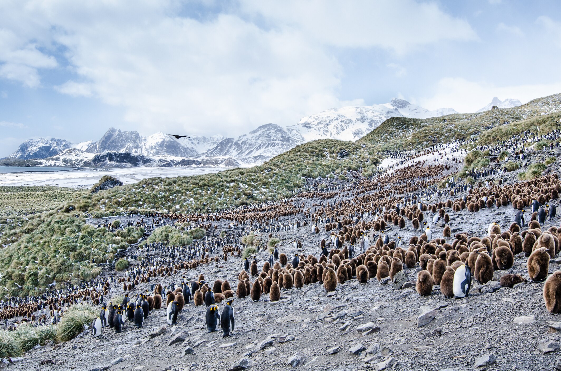 Penguins surrounded by snow and grass.