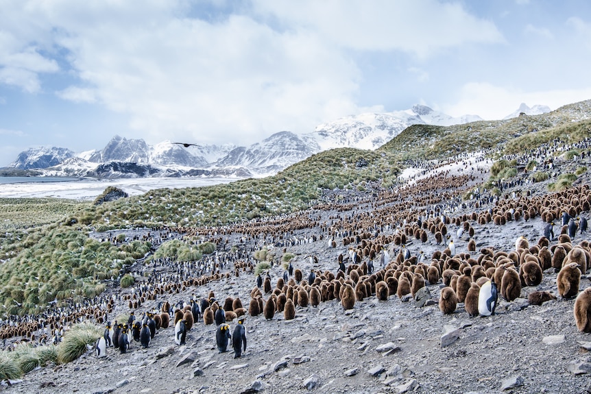 Penguins surrounded by snow and grass.