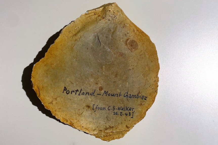 Stone implement collected from Portland - Mount Gambier by Walker