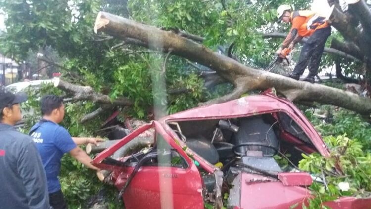 A car heavily damaged after a tree fell into it