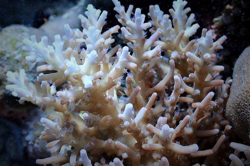 New coral on scott reef underwater photo