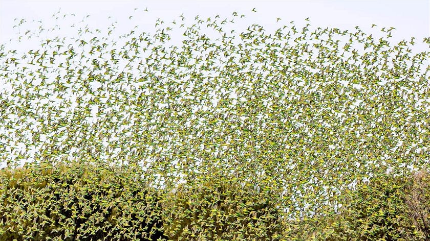 Budgie flocks add splash of colour to Red Centre