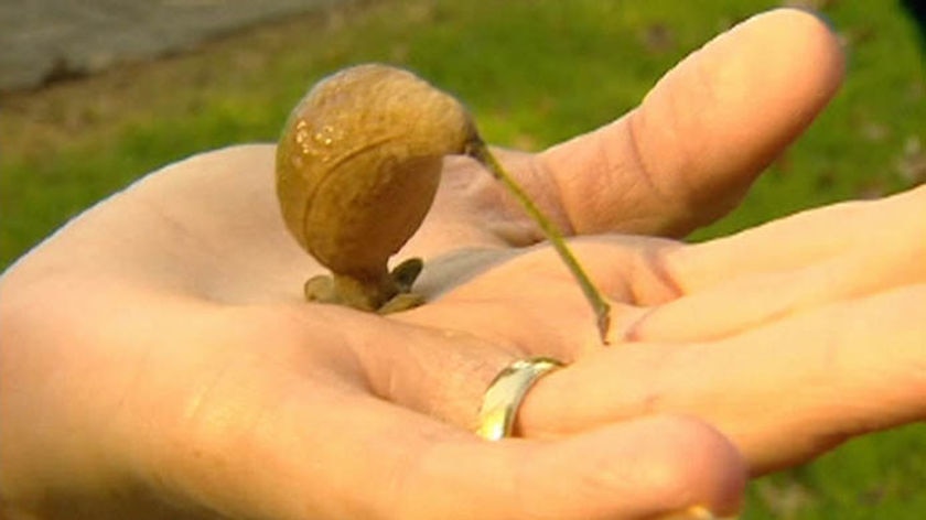 TV still of a Kiwi-shaped Feijoa fruit