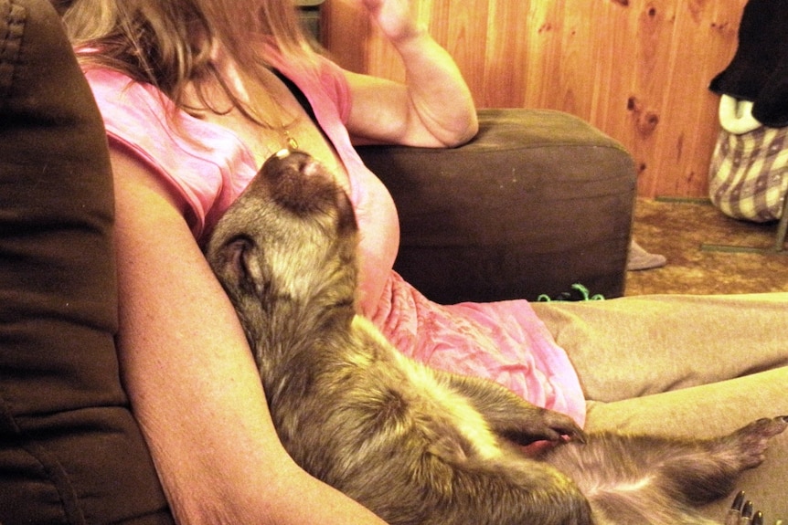 a wombat and a woman relax on a couch
