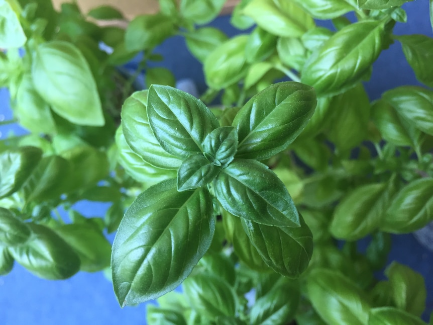Close up of basil leaves showing them growing in an overlapping cross pattern.
