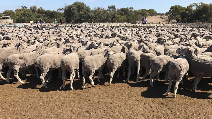 A mob of shorn merino sheep stand in a pen