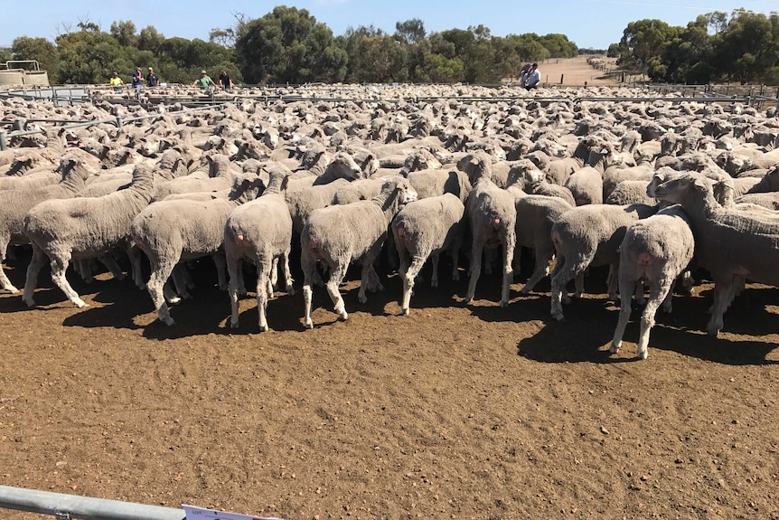 A mob of shorn merino sheep stand in a pen
