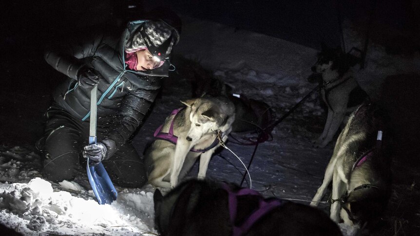 A sled dog watches a musher make a bed of hay in the snow at their night camp.
