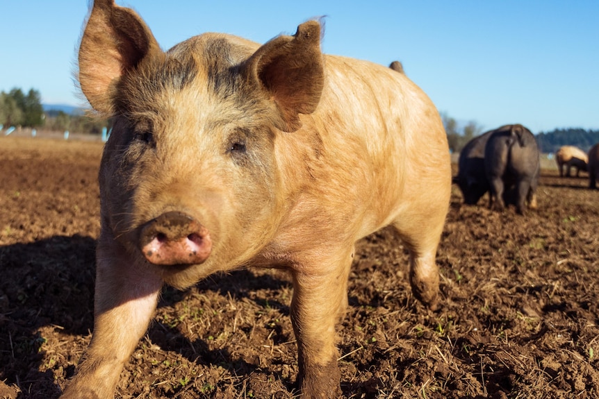 A small dirty, pink pig runs through mud under a bright sky.