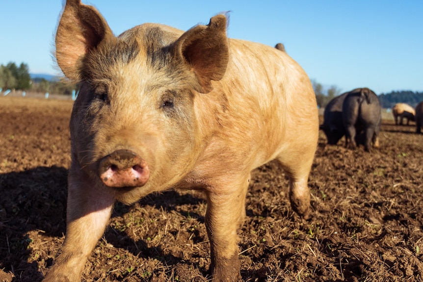 pig in paddock