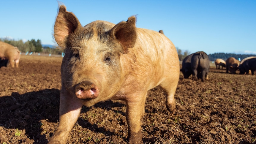 A pig in a muddy paddock.