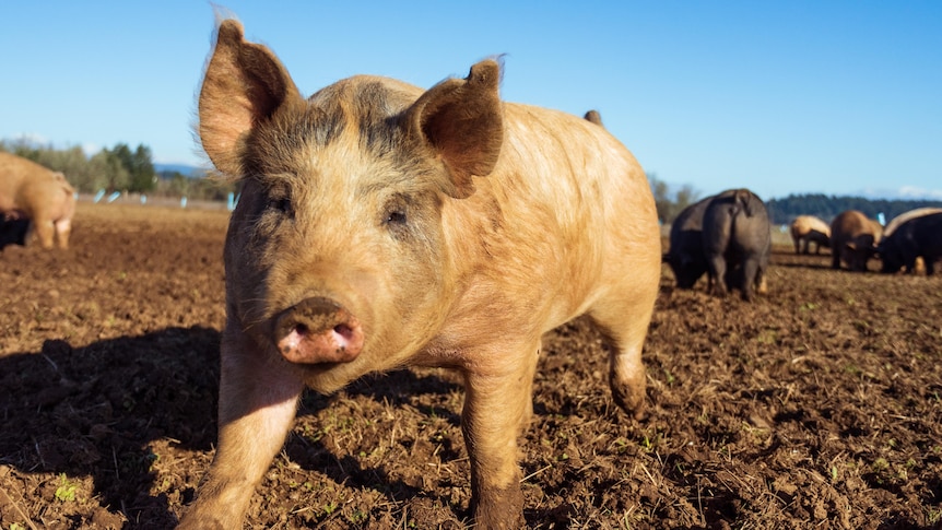 A small dirty, pink pig runs through mud under a bright sky.