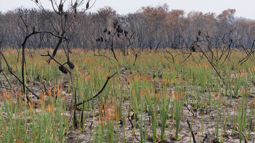 New green grasses grow among burnt trees.