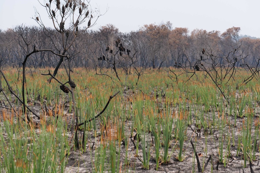 New green grasses grow among burnt trees.