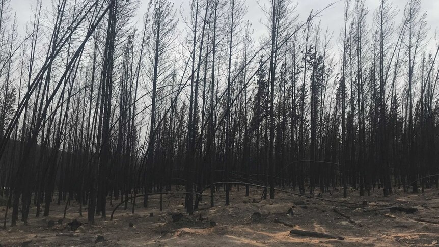 A pine plantation blackened and burnt by bushfires.