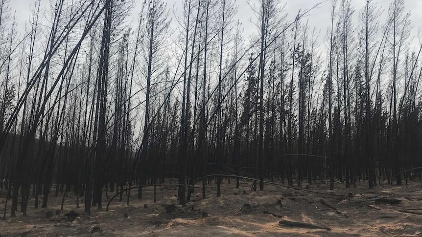 A pine plantation blackened and burnt by bushfires