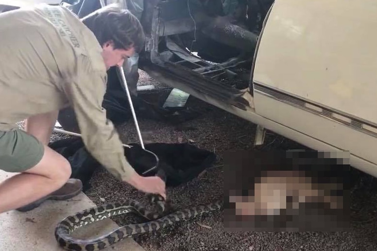 A man grabbing a python which has killed a cat under a car