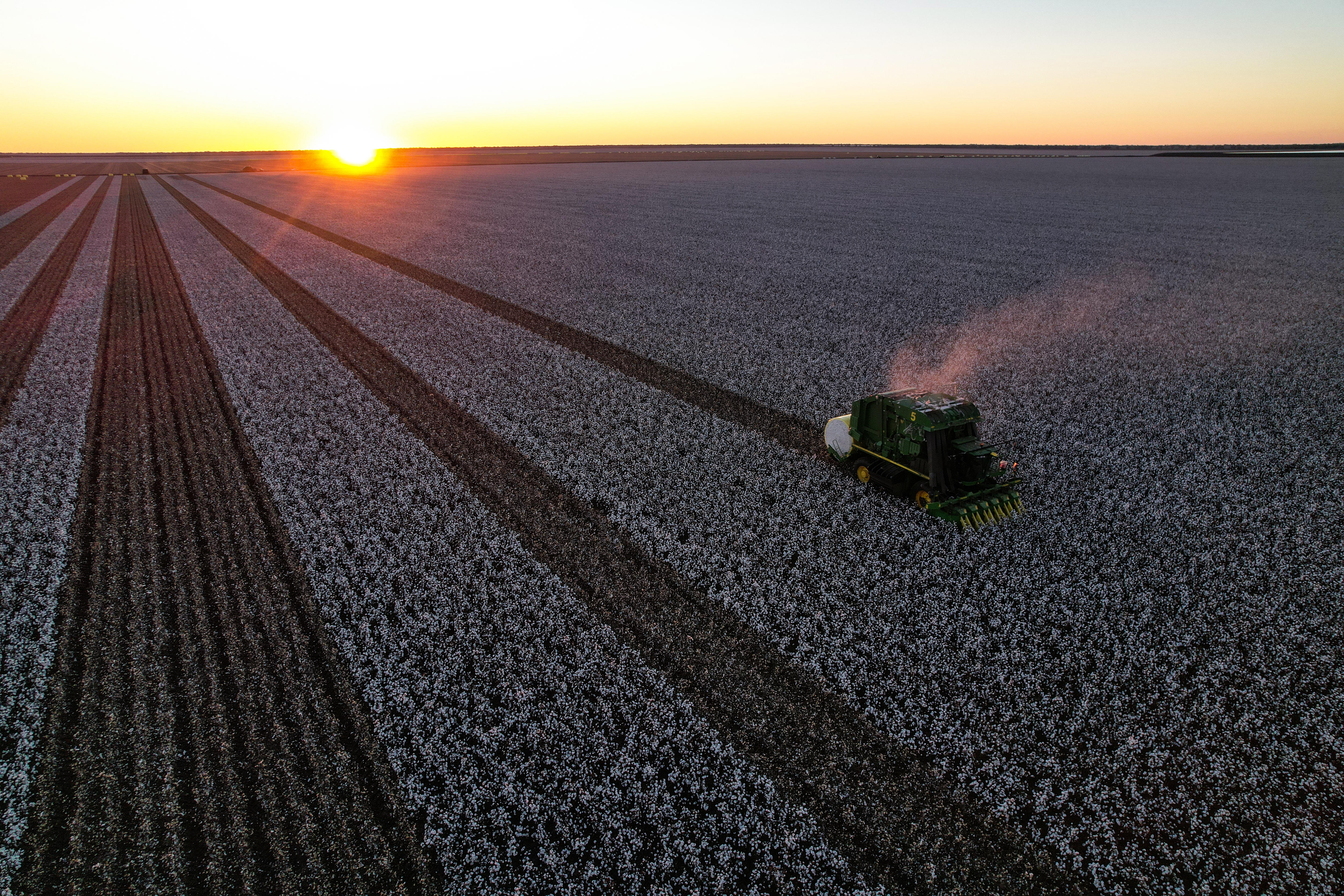 An aerial photo of a green cotton picker harvesting cotton.