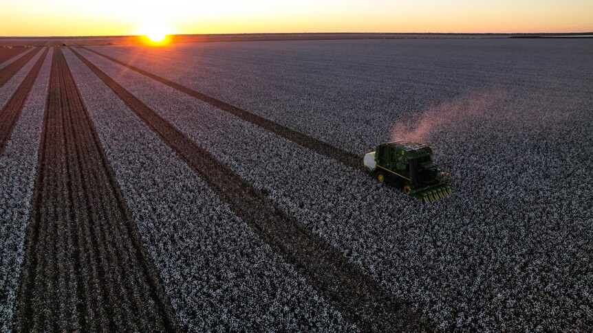 An aerial photo of a green cotton picker harvesting cotton.