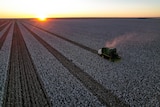 An aerial photo of a green cotton picker harvesting cotton.