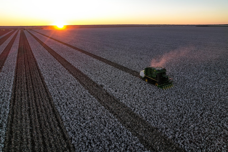 An aerial photo of a green cotton picker harvesting cotton.