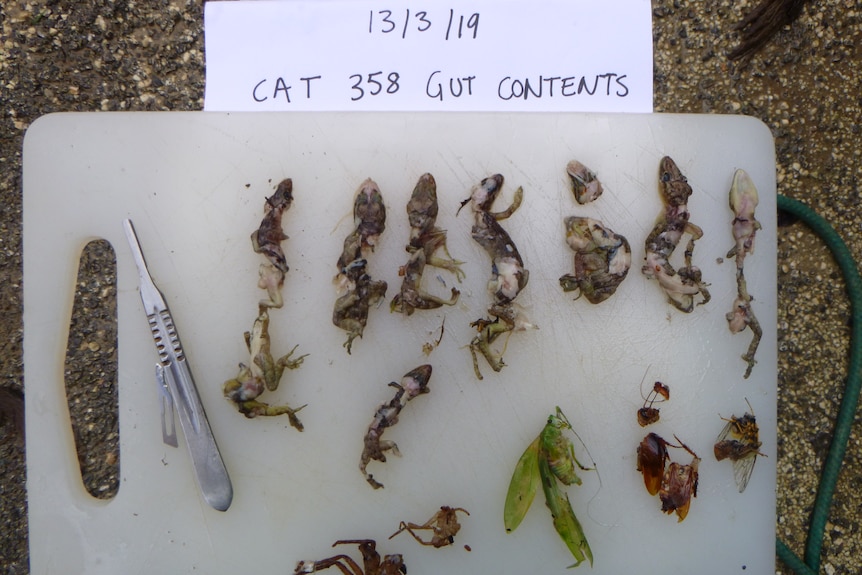 A white kitchen cutting board with the half digested remains of eight geckos on top and a large green insect.