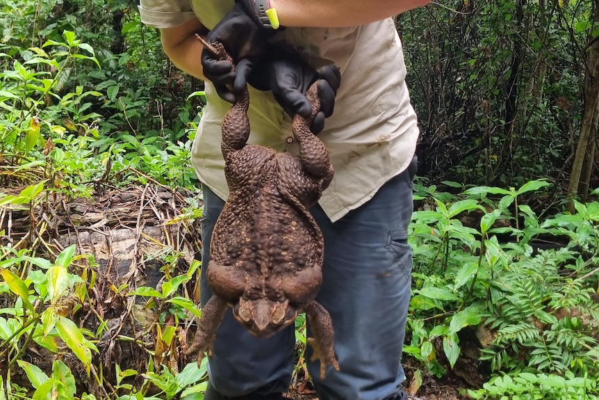 a very large cane toad is held up by its feet