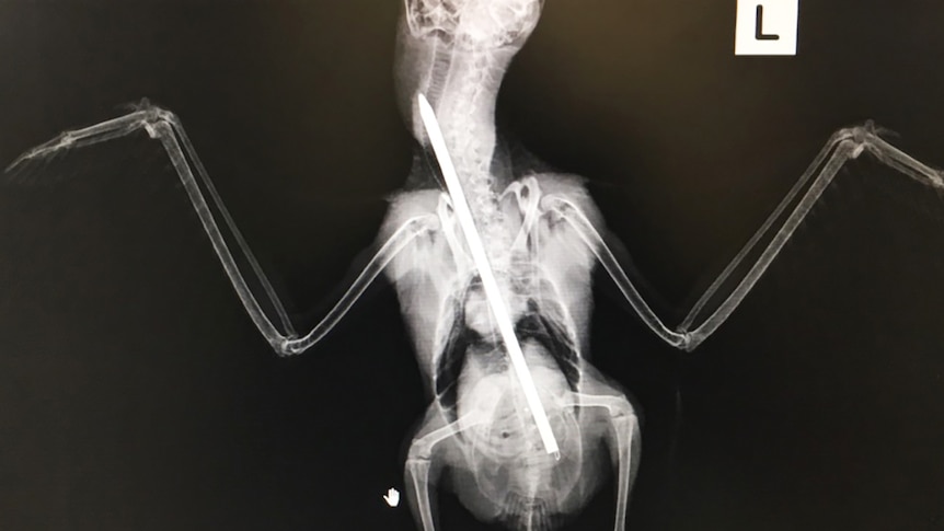 X-ray image of kookaburra with skewer through most of its insides