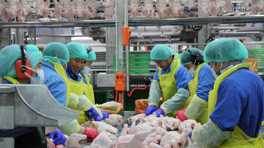 A group of workers dressed in hairnets, facemasks and aprons surround a table of raw chickens.