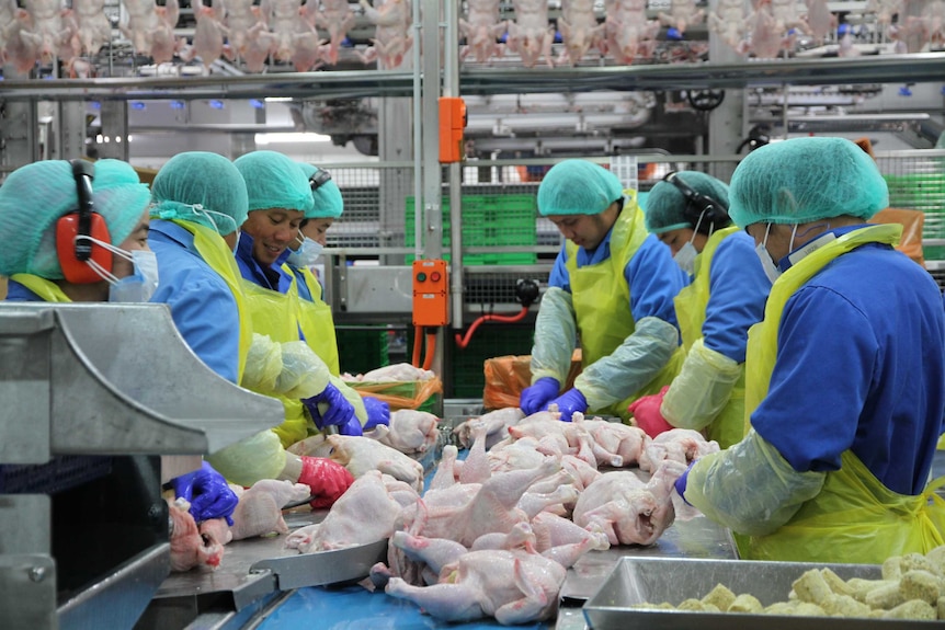 A group of workers dressed in hairnets, facemasks and aprons surround a table of raw chickens.