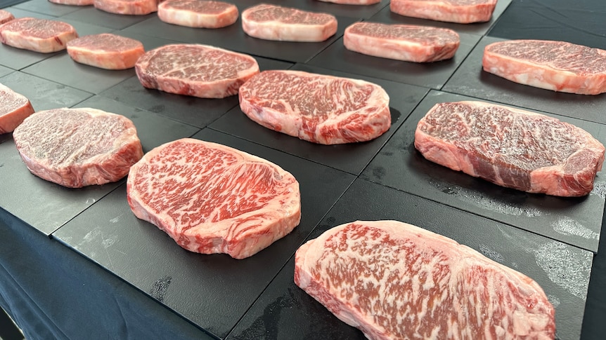 Wagyu steak lined up