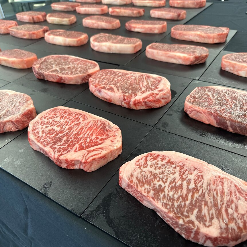 Wagyu steak lined up