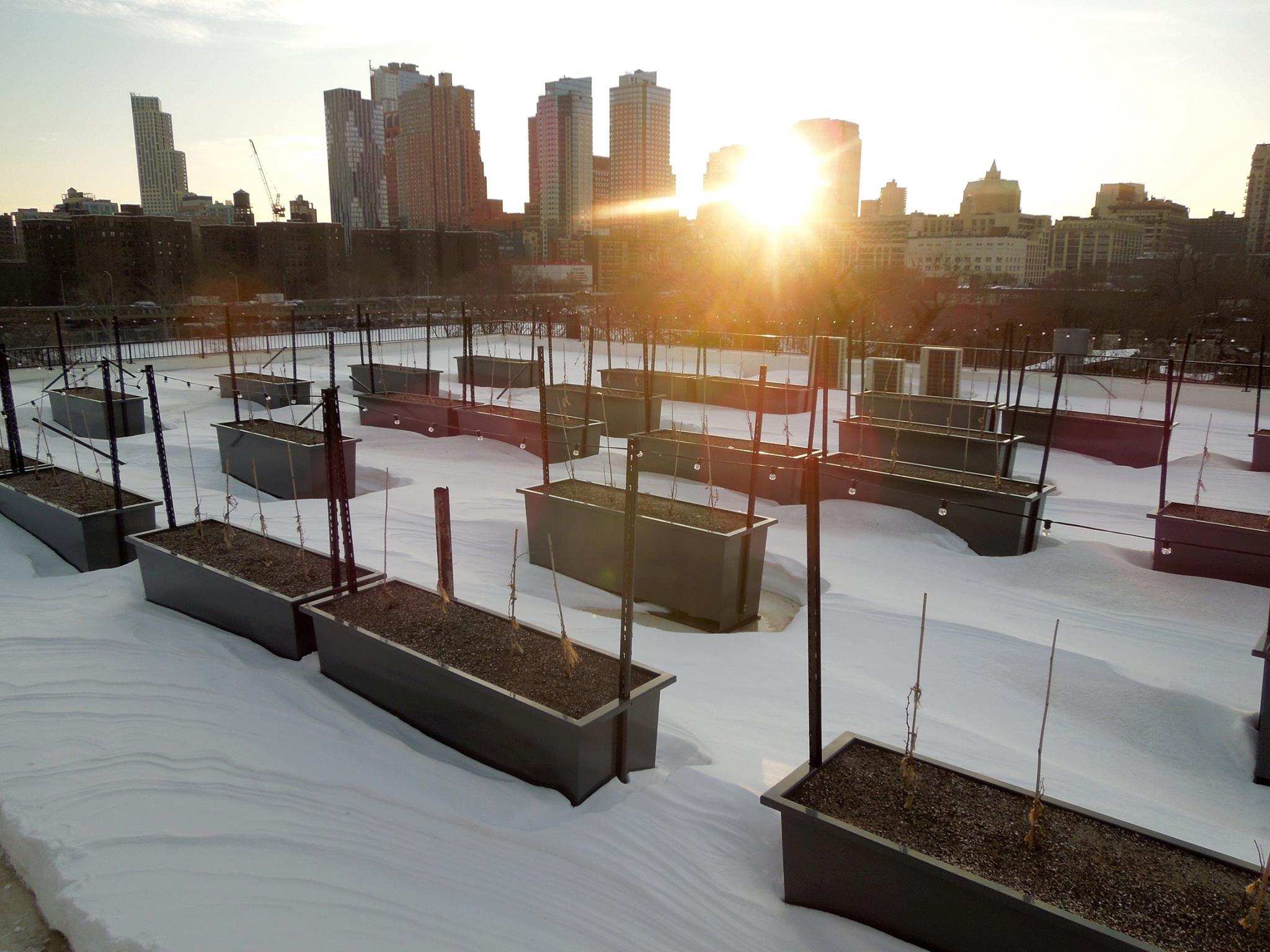 New York City's rooftop winery bearing fruits and skyline views ABC News