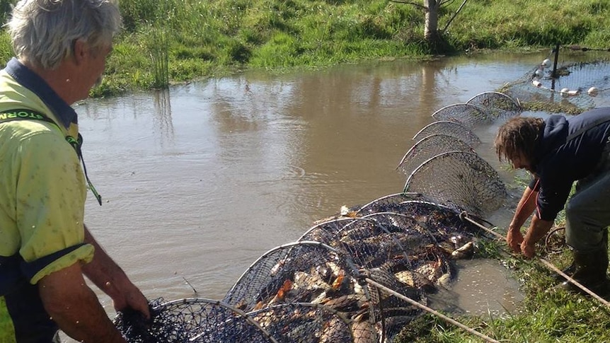 Peter and John Ingram catching carp in a net in the Heart Morass wetland before they had to stop because of PFAS contamination.