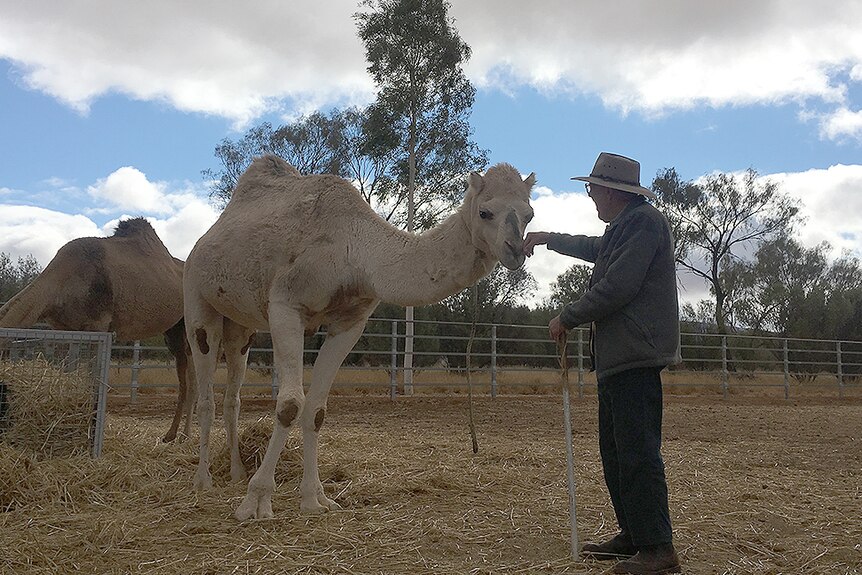 John 'Wilco' Wilkinson with a camel.