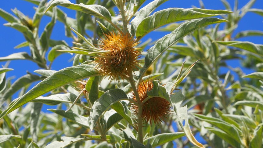 Two bush tomatoes with orange spikes on a plant with slender, silvery green leaves, with blue sky in the background.