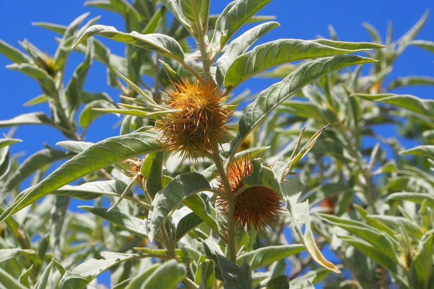 Two bush tomatoes with orange spikes on a plant with slender, silvery green leaves, with blue sky in the background.