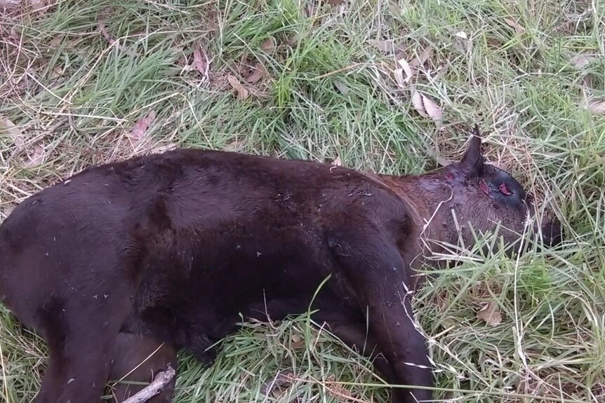 A photo of the calf shot several times in the head