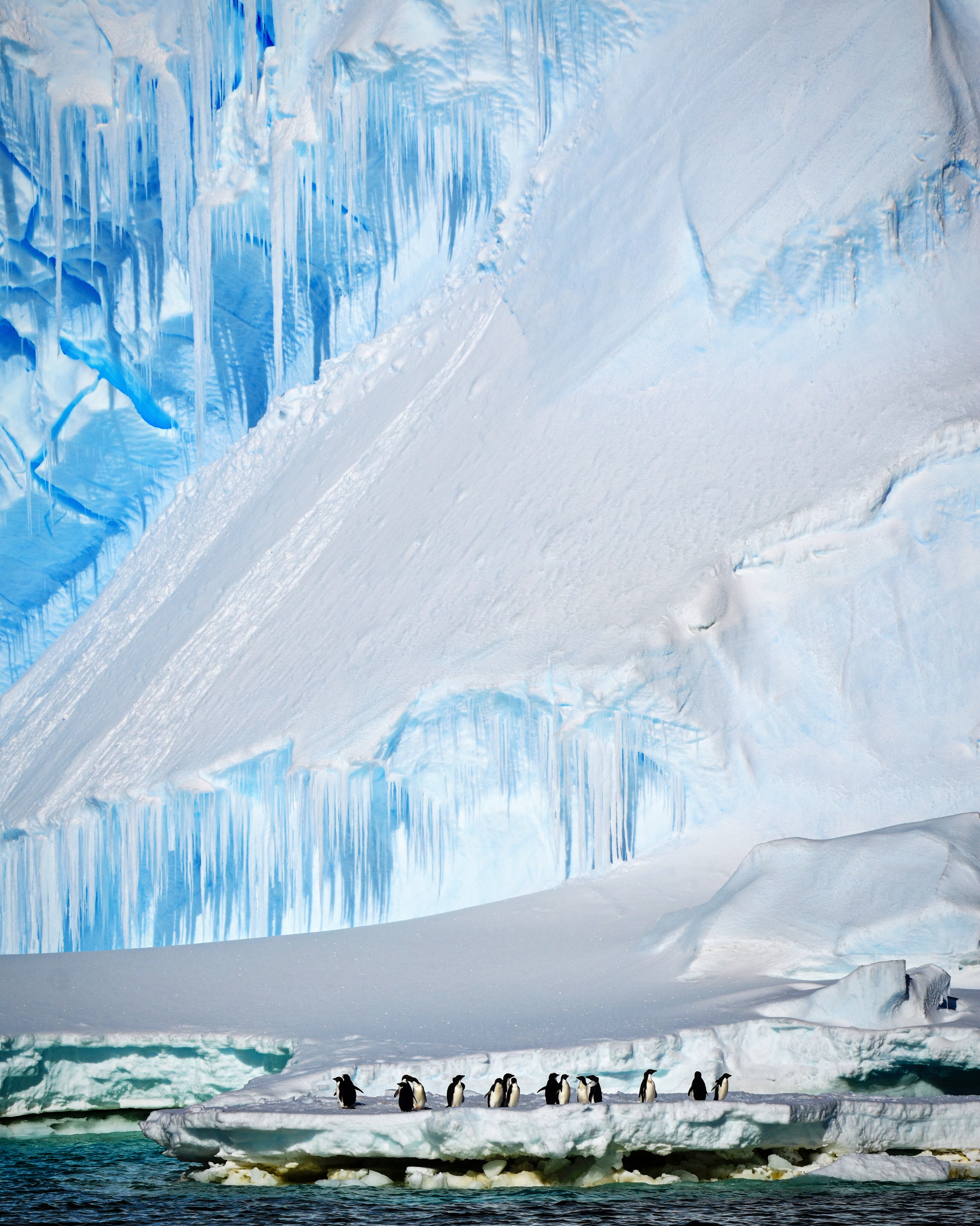 A dozen penguins are gathered by icy waters, with cliffs covered in icicles hanging above them