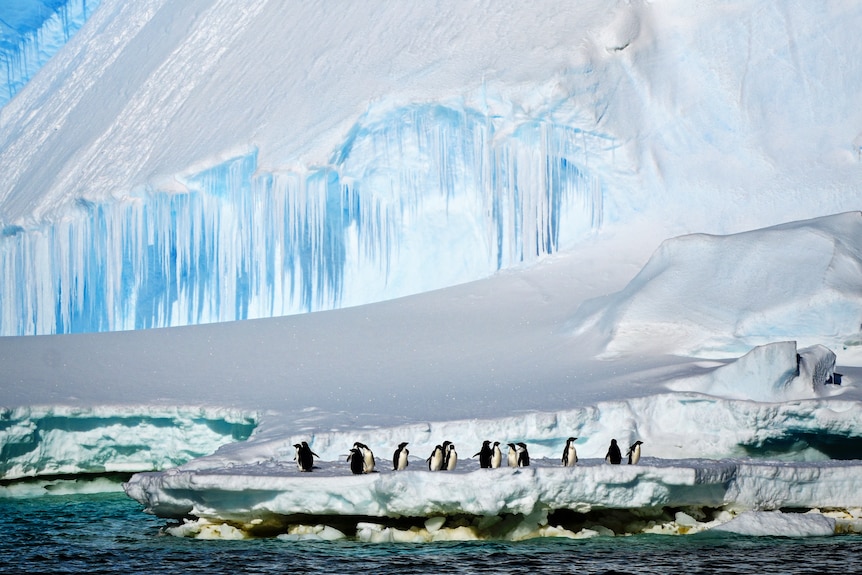 A dozen penguins are gathered by icy waters, with cliffs covered in icicles hanging above them