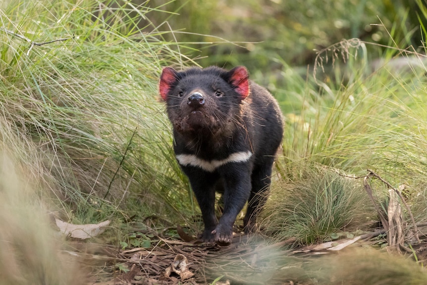 A Tasmanian devil in the bush.