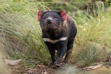 A Tasmanian devil in the bush