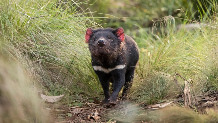A Tasmanian devil in the bush