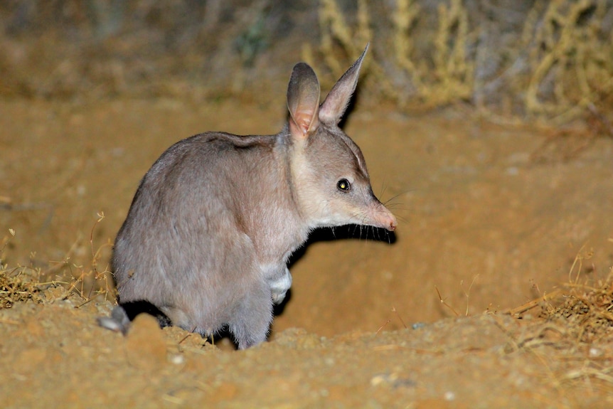 A close up of a tiny bilby in the desert at nighttime.