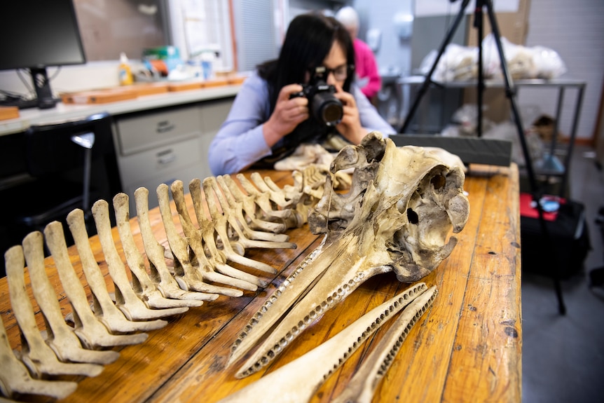 A woman takes photos of dolphin bones on a table in a laboratory