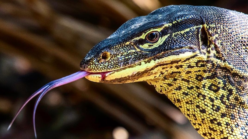 Close up view of head of lizard with pink tongue poking out and light and dark speckled markings