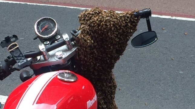 A group of people with smartphones taking photos of a bee swarm that has settled on a red motorbike.