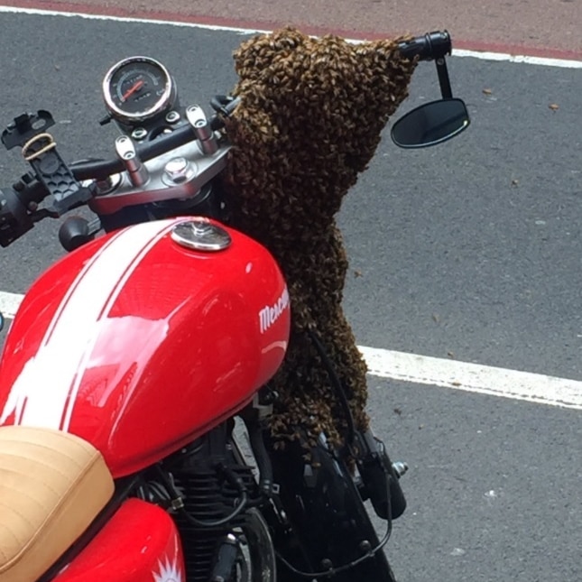 A group of people with smartphones taking photos of a bee swarm that has settled on a red motorbike.