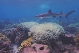 A shark swims over bleached coral in the Great Barrier Reef.